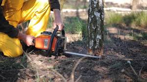 Best Firewood Processing and Delivery  in Pitola, CA