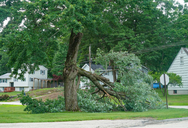 Best Tree Cabling and Bracing  in Pitola, CA