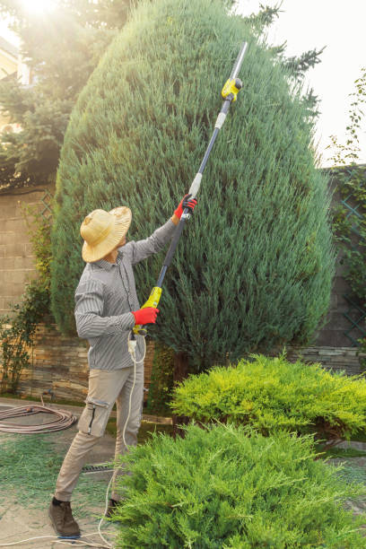 Best Lawn Irrigation Installation and Maintenance  in Pitola, CA