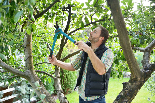 Best Arborist Consultation Services  in Pitola, CA